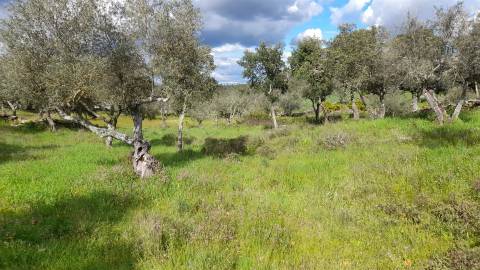 Terreno Para Construção  Venda em Benquerenças,Castelo Branco