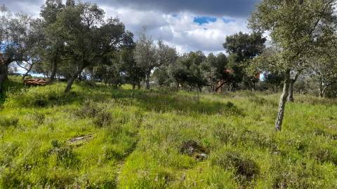 Terreno Para Construção  Venda em Benquerenças,Castelo Branco