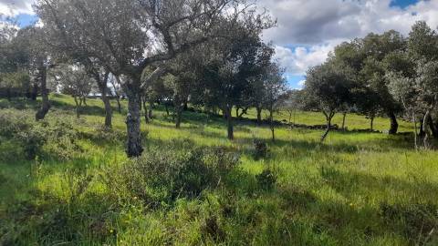 Terreno Para Construção  Venda em Benquerenças,Castelo Branco