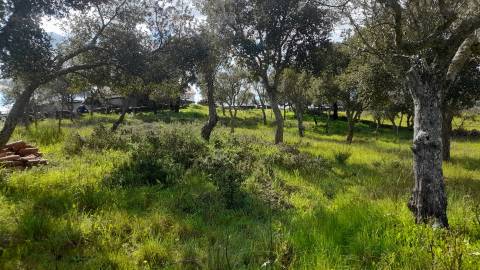 Terreno Para Construção  Venda em Benquerenças,Castelo Branco