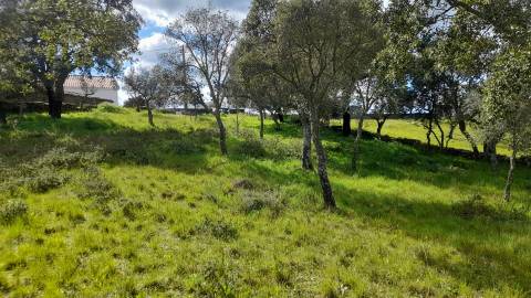 Terreno Para Construção  Venda em Benquerenças,Castelo Branco