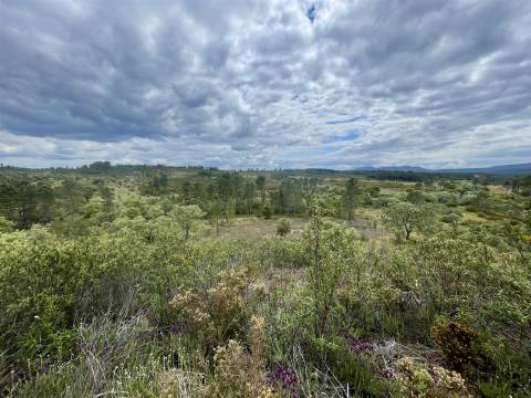 Terreno Rústico  Venda em Sarzedas,Castelo Branco