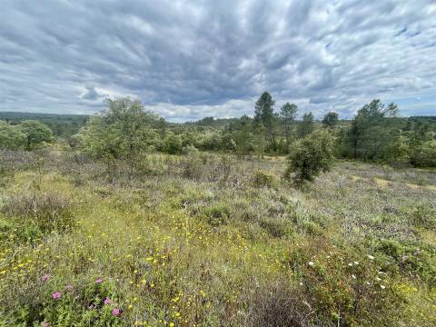 Terreno Rústico  Venda em Sarzedas,Castelo Branco