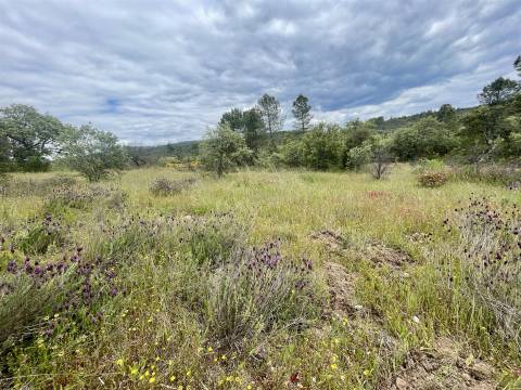 Terreno Rústico  Venda em Sarzedas,Castelo Branco