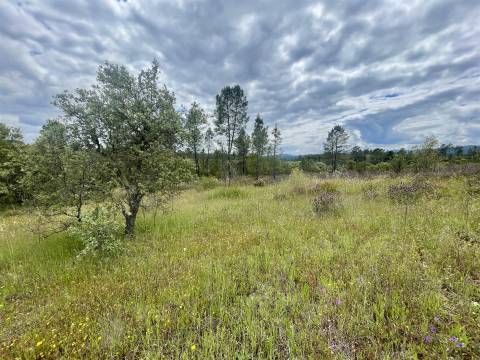 Terreno Rústico  Venda em Sarzedas,Castelo Branco