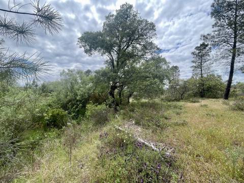 Terreno Rústico  Venda em Sarzedas,Castelo Branco