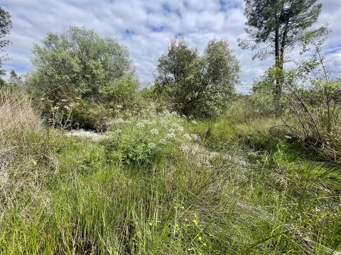 Terreno Rústico  Venda em Sarzedas,Castelo Branco