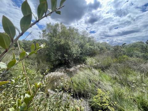 Terreno Rústico  Venda em Sarzedas,Castelo Branco