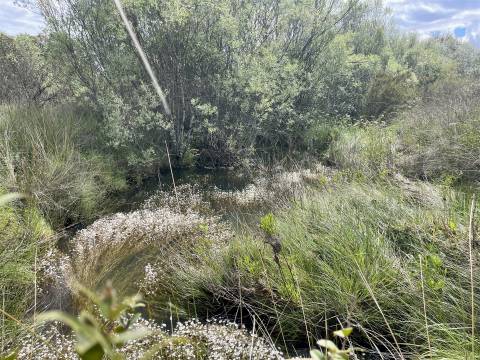 Terreno Rústico  Venda em Sarzedas,Castelo Branco