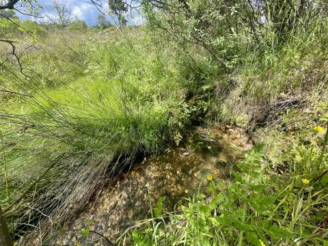 Terreno Rústico  Venda em Sarzedas,Castelo Branco