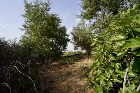 Quinta para venda com casa de habitação para recuperar