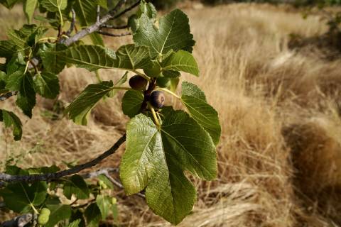 Quinta para venda com casa de habitação para recuperar