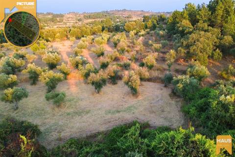 Terreno Rústico de 2.400 m² – 30m2 Ruína, Poço em Pedra, Olival