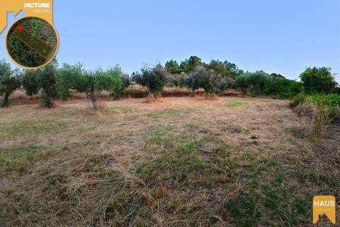 Terreno Rústico de 2.400 m² – 30m2 Ruína, Poço em Pedra, Olival