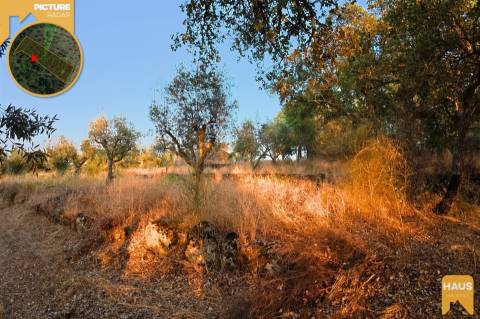 Terreno Rústico de 2.400 m² – 30m2 Ruína, Poço em Pedra, Olival