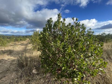 Terreno Rústico  Venda em Benquerenças,Castelo Branco