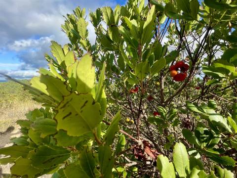 Terreno Rústico  Venda em Benquerenças,Castelo Branco