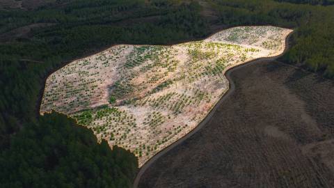 Terreno Rústico  Venda em Benquerenças,Castelo Branco
