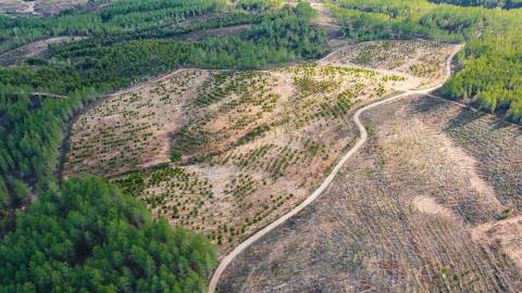 Terreno Rústico  Venda em Benquerenças,Castelo Branco