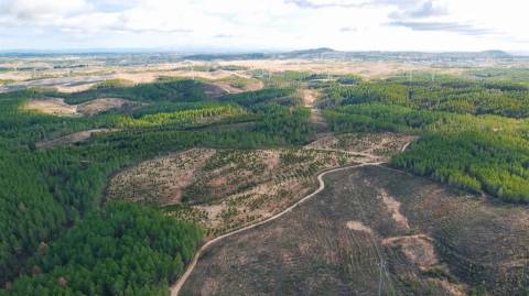 Terreno Rústico  Venda em Benquerenças,Castelo Branco