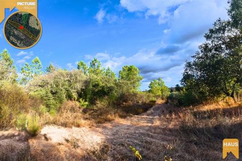 Terreno Rústico de 2.700 m² – Muros em Granito, Pinhal Adulto, Árvores de Fruto