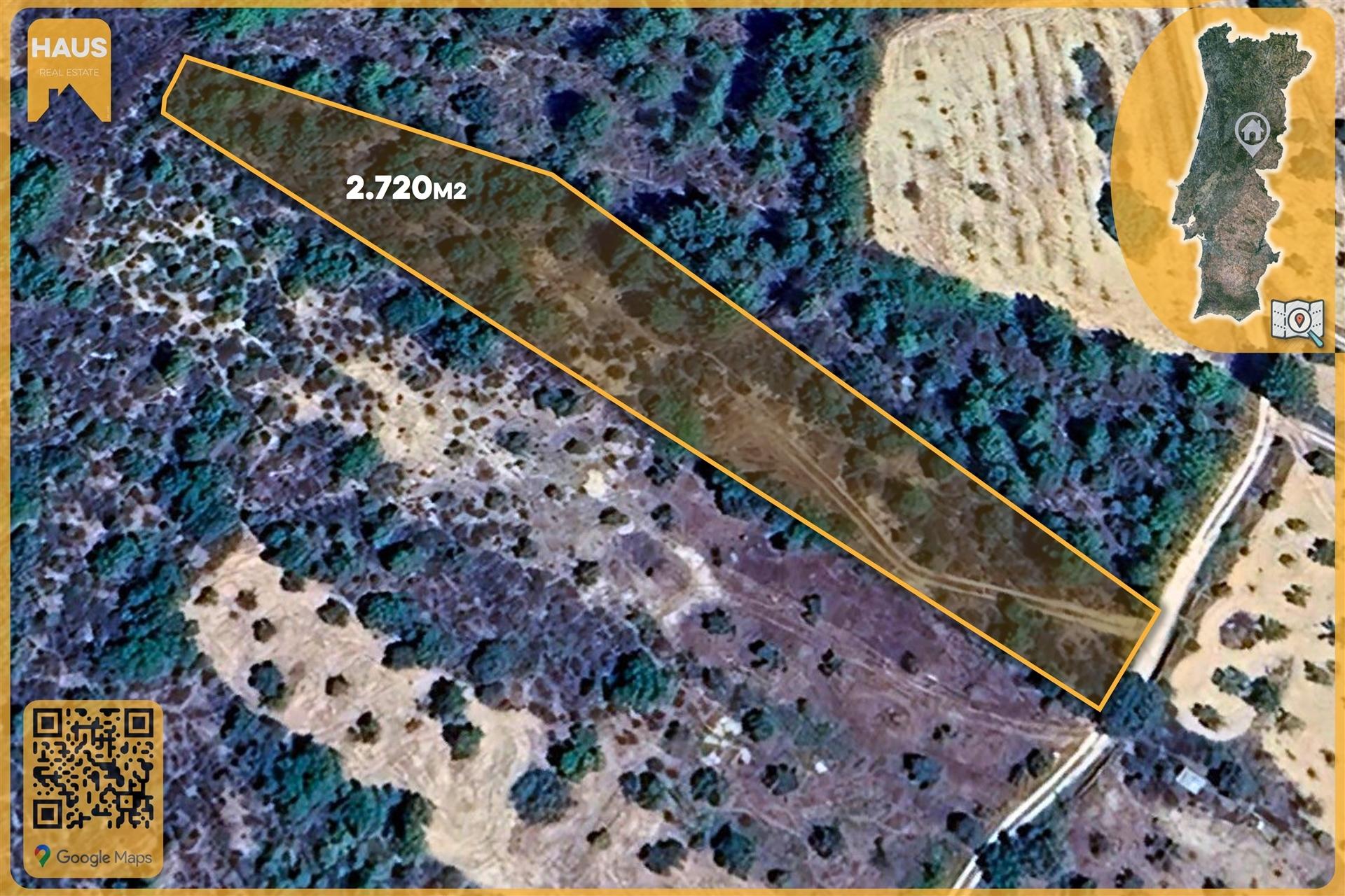 Terreno Rústico de 2.700 m² – Muros em Granito, Pinhal Adulto, Árvores de Fruto