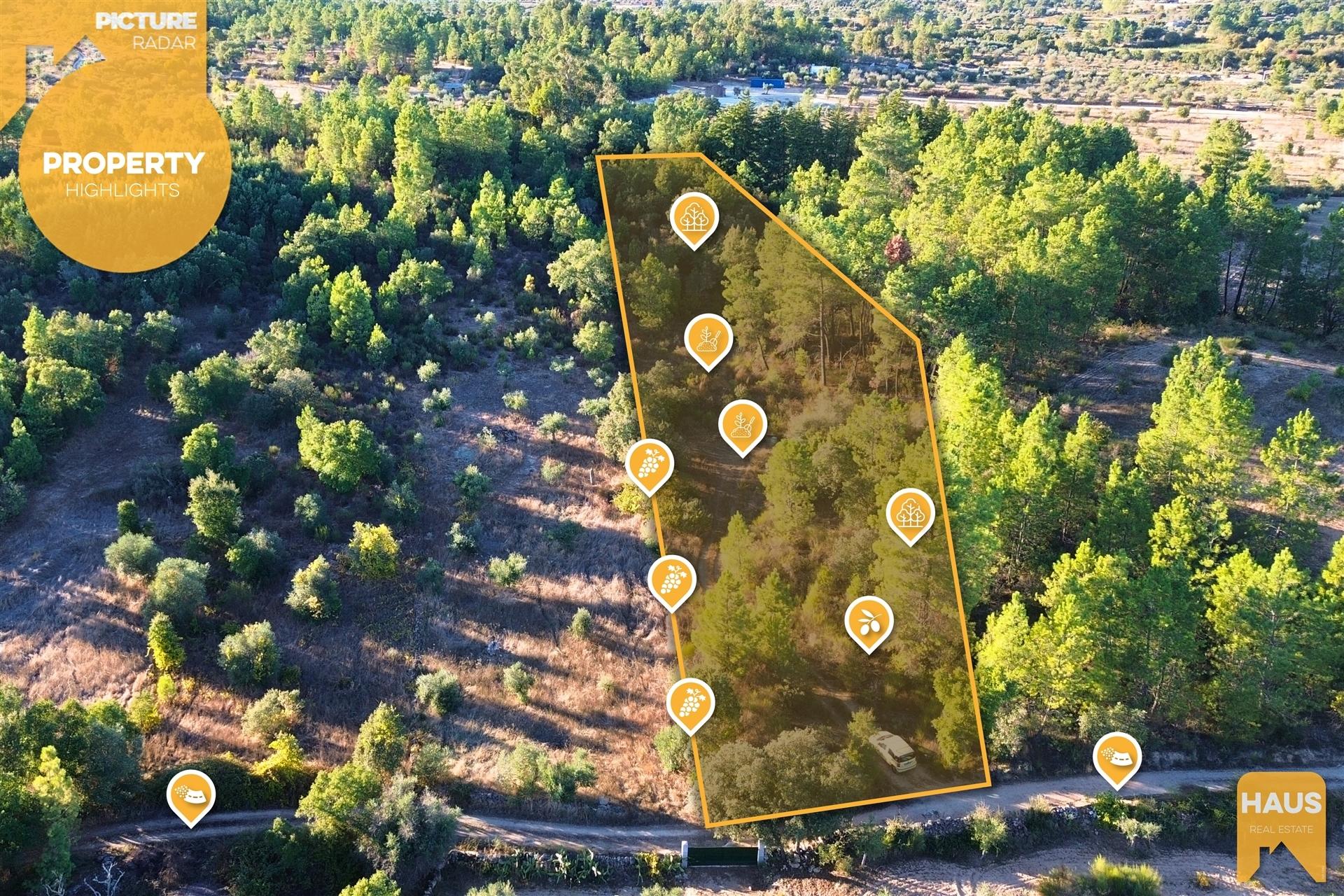 Terreno Rústico de 2.700 m² – Muros em Granito, Pinhal Adulto, Árvores de Fruto