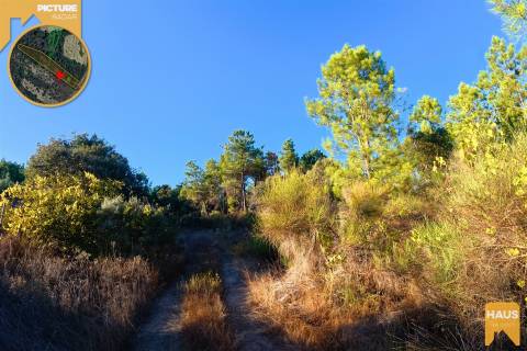 Terreno Rústico de 2.700 m² – Muros em Granito, Pinhal Adulto, Árvores de Fruto