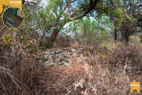 Terreno Rústico de 2.700 m² – Muros em Granito, Pinhal Adulto, Árvores de Fruto