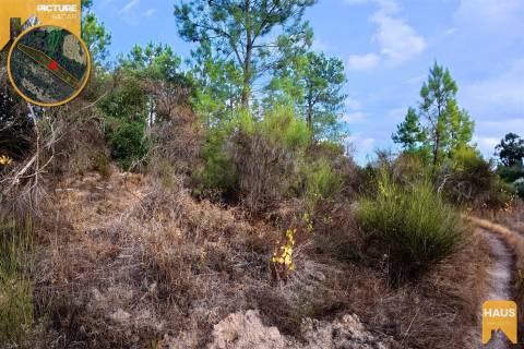 Terreno Rústico de 2.700 m² – Muros em Granito, Pinhal Adulto, Árvores de Fruto