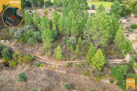 Terreno Rústico de 2.700 m² – Muros em Granito, Pinhal Adulto, Árvores de Fruto