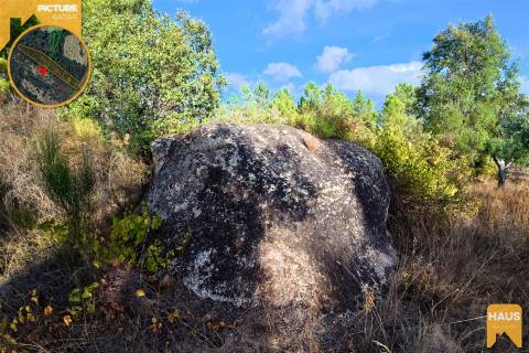 Terreno Rústico de 2.700 m² – Muros em Granito, Pinhal Adulto, Árvores de Fruto