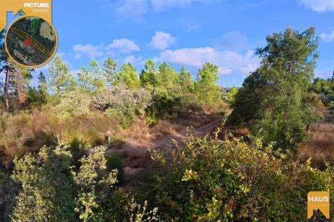 Terreno Rústico de 2.700 m² – Muros em Granito, Pinhal Adulto, Árvores de Fruto