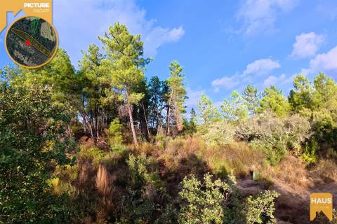 Terreno Rústico de 2.700 m² – Muros em Granito, Pinhal Adulto, Árvores de Fruto
