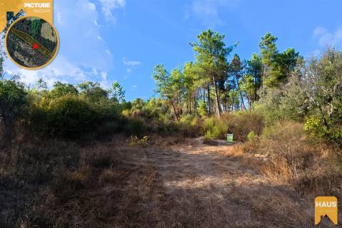 Terreno Rústico de 2.700 m² – Muros em Granito, Pinhal Adulto, Árvores de Fruto