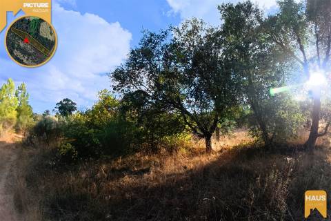 Terreno Rústico de 2.700 m² – Muros em Granito, Pinhal Adulto, Árvores de Fruto