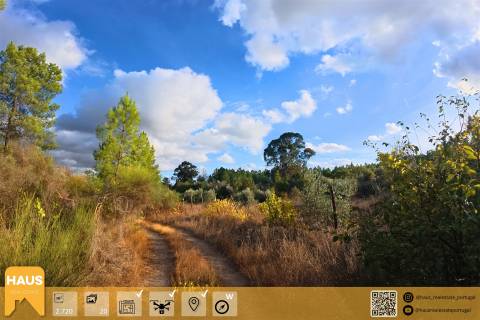 Terreno Rústico de 2.700 m² – Muros em Granito, Pinhal Adulto, Árvores de Fruto
