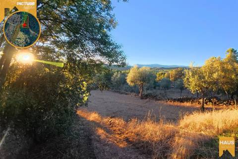 Terreno Rústico de 2.900 m² em Juncal do Campo – Castelo Branco.