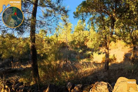 Terreno Rústico de 2.900 m² em Juncal do Campo – Castelo Branco.