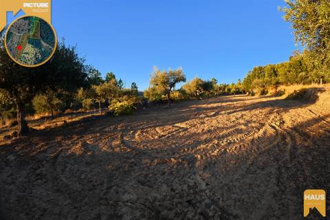 Terreno Rústico de 2.900 m² em Juncal do Campo – Castelo Branco.