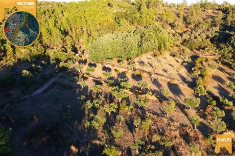 Terreno Rústico de 2.900 m² em Juncal do Campo – Castelo Branco.