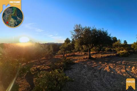 Terreno Rústico de 2.900 m² em Juncal do Campo – Castelo Branco.