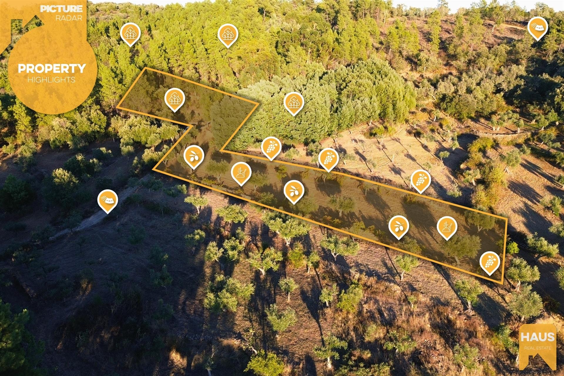 Terreno Rústico de 2.900 m² em Juncal do Campo – Castelo Branco.