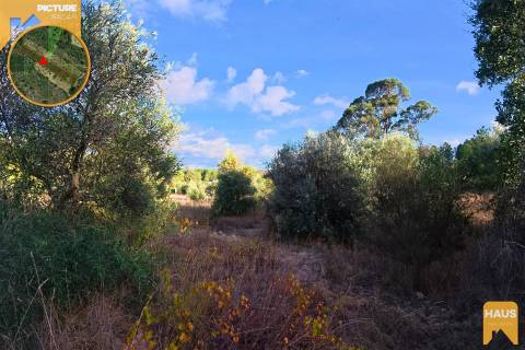 Terreno Rústico 2.300m² c/ Muros de Pedra – Juncal do Campo