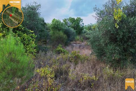 Terreno Rústico 2.300m² c/ Muros de Pedra – Juncal do Campo