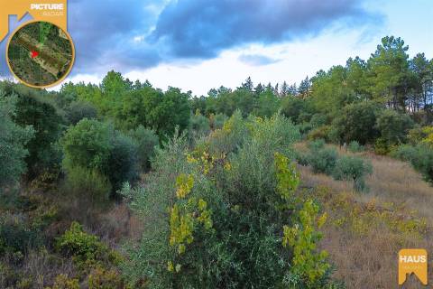 Terreno Rústico 2.300m² c/ Muros de Pedra – Juncal do Campo