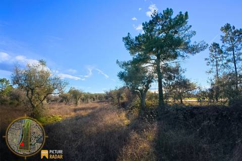 Terreno Plano 6.700m² c/ Vistas Panorâmicas – Salgueiro do Campo