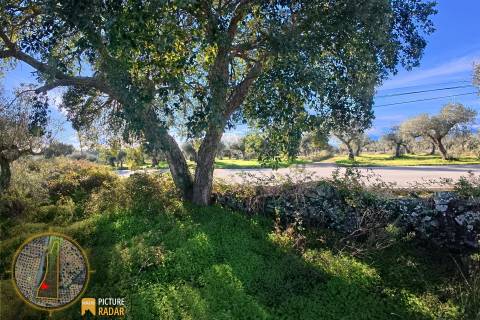 Terreno Plano 6.700m² c/ Vistas Panorâmicas – Salgueiro do Campo