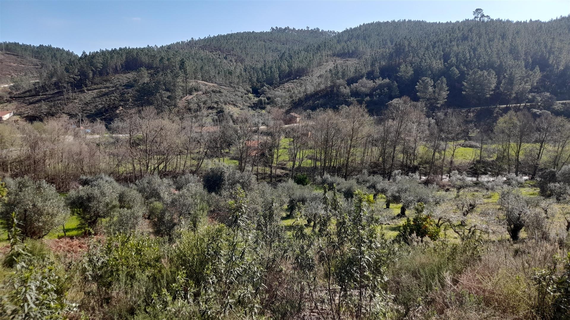 Terreno Rústico  Venda em Sarzedas,Castelo Branco