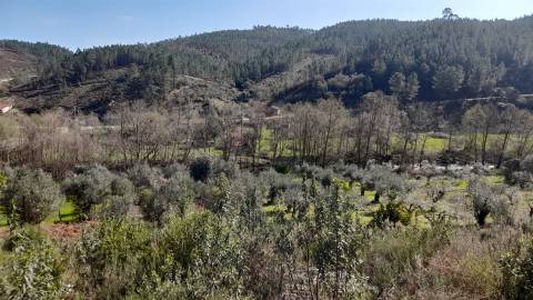 Terreno Rústico  Venda em Sarzedas,Castelo Branco